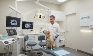 nerovet ai dentistry: Enhancing Patient Outcomes in Modern Dentistry