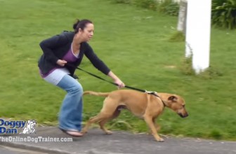5 Videos That Will Reveal Hidden Secrets To Dog Training